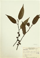 藏品(阿里山珍珠蓮)的圖片